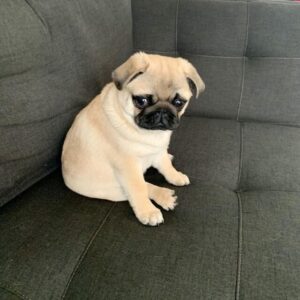 Abby - Black and Tan Pug