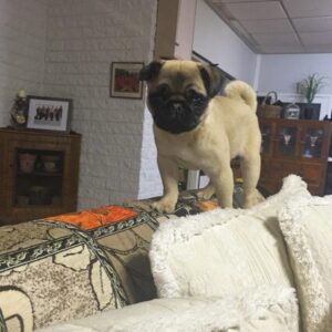 Bella - White Fawn Female Pug