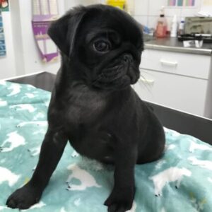 Cherry - Black Female Pug Puppy