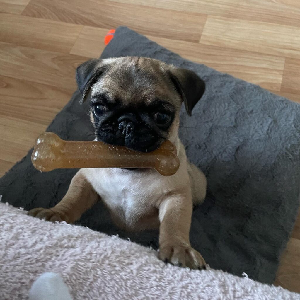 White fawn pug puppy
