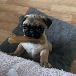 White fawn pug puppy