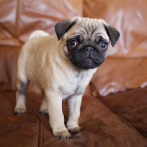 Klick - White Fawn Pug