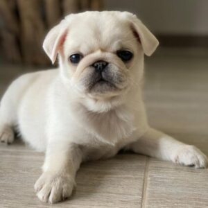 Luna - White Micro Teacup Pug