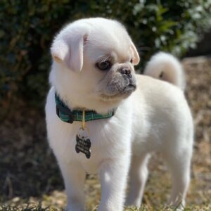 Luna White Micro Teacup Pug