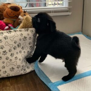 Rax - Black Teacup Pug