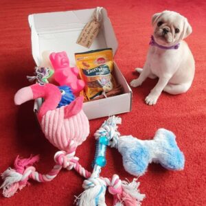 Star - White Pug Dog