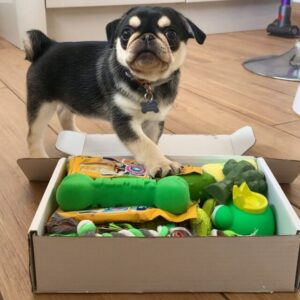 Bob - Pug Dog for Sale
